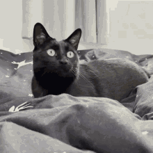 Cat Black Cat GIF - Cat Black Cat Eyes Catching GIFs