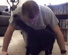 Cole And Marmalade Cat GIF - Cole And Marmalade Cat Tail GIFs