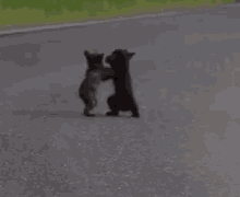 Bear Cub Fighting. GIF - Bears Cubs Fight GIFs