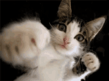 Kittypunch Kitten GIF - Kittypunch Punch Kitten GIFs