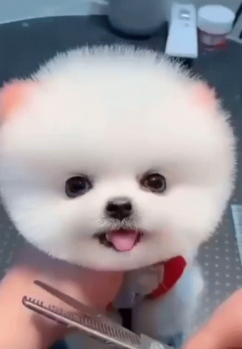 Puppy Cute GIF - Puppy Cute Cute Puppy - Discover & Share GIFs