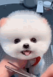 Fluffy Dog GIFs