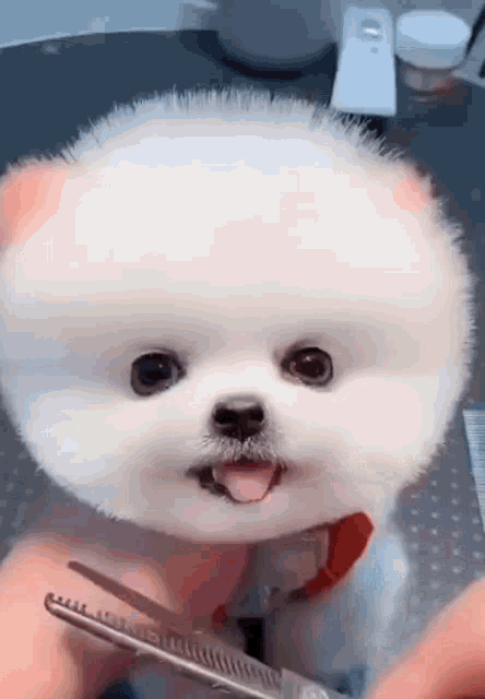 Puppy Cute GIF - Puppy Cute Cute Puppy - Discover & Share GIFs