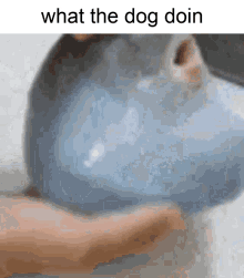 What The Dog Doin Dog GIF - What The Dog Doin Dog Fish GIFs