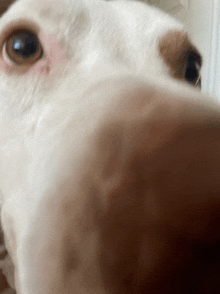 a close up of a dog 's nose with a blurry background