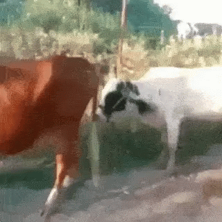 Funny Animals Epic Fail GIF - Funny Animals Epic Fail Could Not Do It -  Discover & Share GIFs