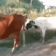 Funny Animals Epic Fail GIF - Funny Animals Epic Fail Could Not Do It GIFs