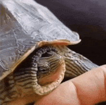龜頭 Turtle GIF