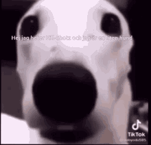 Doggy Lol GIF - Doggy Lol GIFs