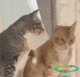 two cats are looking at each other with a watermark that says ' hendrix '