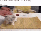 Cat Cook Quay Cat GIF - Cat Cook Quay Cat GIFs