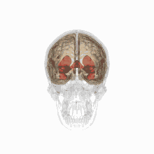 Beyin Mazgi GIF