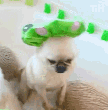 Dog This Is Happening GIF - Dog This Is Happening Cute GIFs