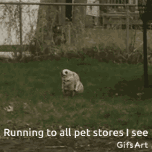 run dog running pet stores i see panicking