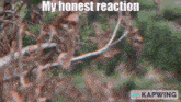 My Honest Reaction Master Oogway GIF - My Honest Reaction Reaction Master Oogway GIFs