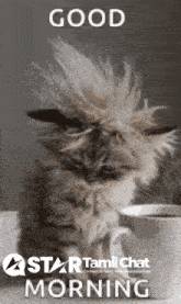 a kitten is sitting next to a cup of coffee with the words good morning above it