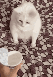 Cat Yoghurt GIF - Cat Yoghurt Eew GIFs