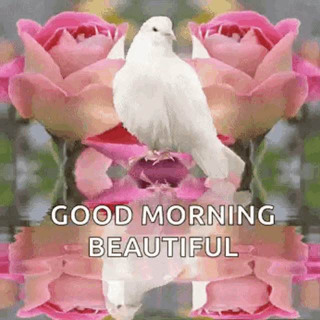 180+ Good Morning Wishes GIFs Images, GIFs Pics, & GIFs Photo Download