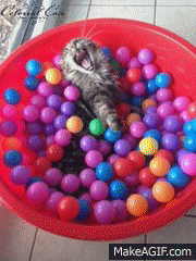 Cat ball pit online