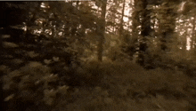 a blurred image of a forest with trees and leaves