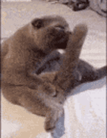 Penis Cat Please Remastered GIF - Penis Cat Please Remastered GIFs