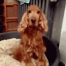 Jorgino Dog GIF - Jorgino Dog Happy Dog GIFs