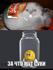 a picture of a cat in a jar next to a picture of a yellow duck in a jar