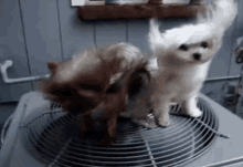 Anjing Nyalon GIF - Anjing Lucu Kipas GIFs