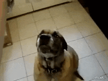 Guanacito Dog GIF - Guanacito Dog Dog Eats Bean Burrito GIFs