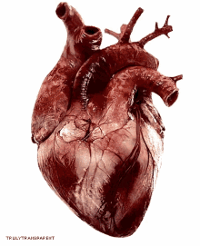 Heart Realistic GIF - Heart Realistic Beating GIFs
