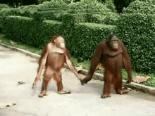 Monkey Monkeys GIF - Monkey Monkeys Walking GIFs