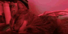 a cat laying on a bed in front of a pink wall