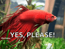 a picture of a red fish with the words yes please written below it