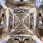 a picture of a cat with the hashtag @ cv1d on it