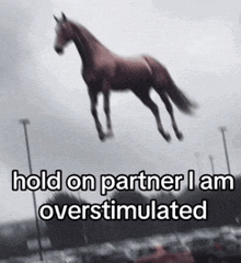 a picture of a horse jumping in the air with the words hold on partner i am overstimulated