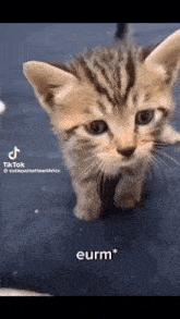a kitten is sitting on a table and looking at the camera .