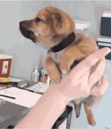 Puppy Swimming GIF - Puppy Swimming Air GIFs
