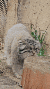 Manul Pallas Cat GIF - Manul Pallas Cat Polly GIFs