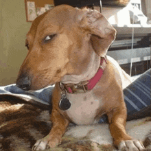 a brown dog wearing a pink collar is laying down on a blanket