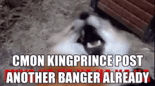 Banger Kingprince GIF - Banger Kingprince Kingprince Banger GIFs