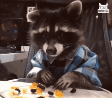 eating raccoon snacks food time hungry