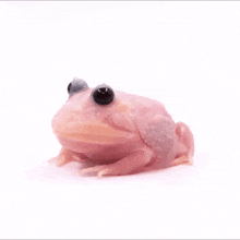 Frog Pac Man GIF - Frog Pac Man GIFs