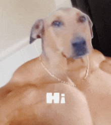 a dog with a chain around its neck says hi on its chest