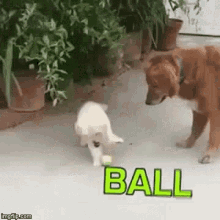 Distracted Puppy GIF - Distracted Puppy Ball GIFs