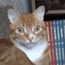 Cole And Marmalade Focused GIF - Cole And Marmalade Focused Attention GIFs