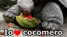 Cocomero Anguria Anguriata Frutta Cibo Tartaruga Cibo GIF - Watermelon Fruit Food GIFs
