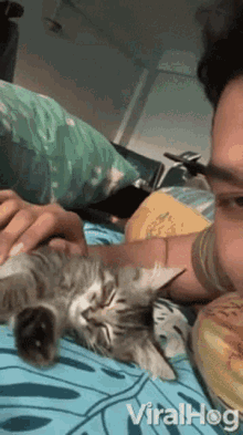 Adorable Kitten GIF - Adorable Kitten Begs For Kisses GIFs