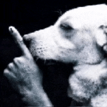 a black and white photo of a dog giving the middle finger