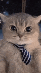 a cat wearing a striped tie is looking at the camera .