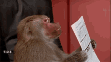 Monkey File GIF - Monkey File Document GIFs